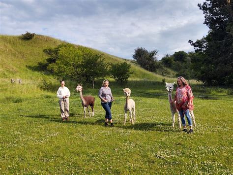 g tur med alpaca kbenhavn|Alpacawalk – Oplevelser og lækre alpacaprodukter